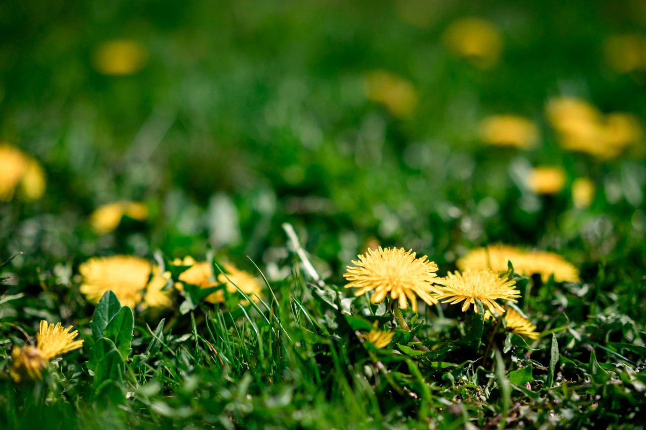 Yellow dandelions on the green grass
