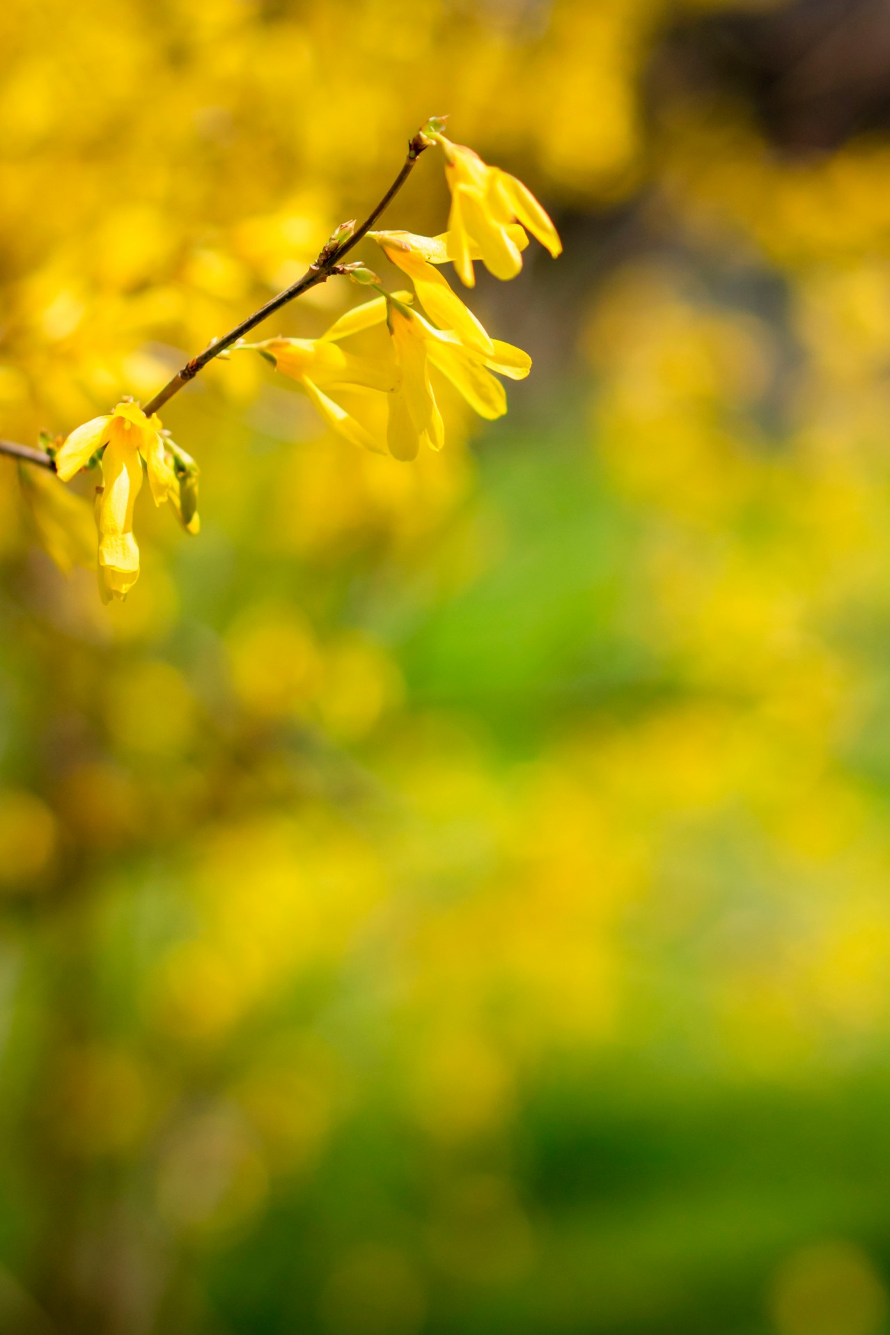 Nature wallpaper with yellow flowers on the tree branch