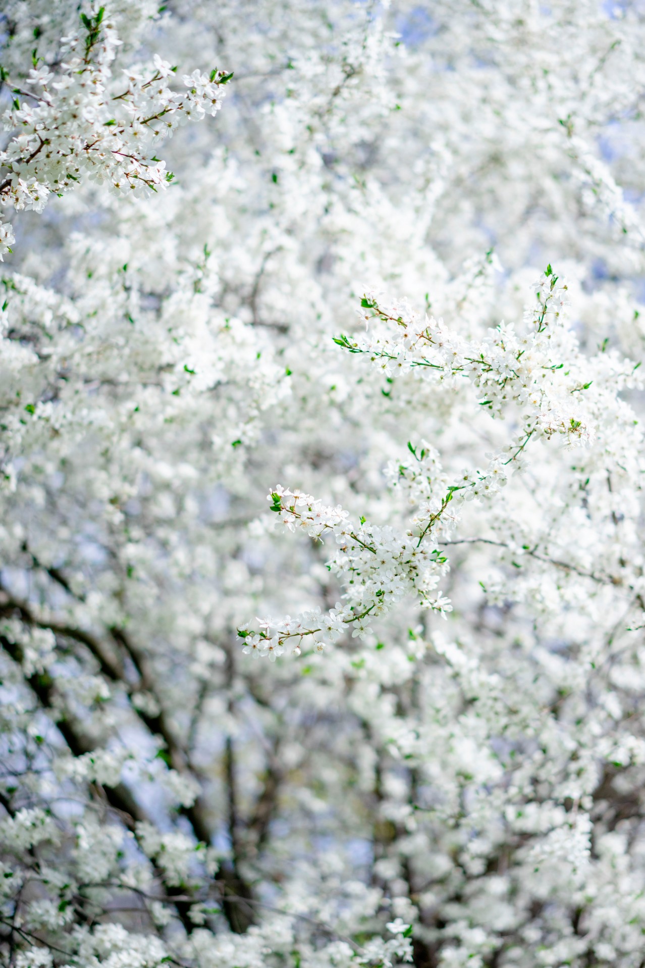Spring wallpaper with blossom cherry tree