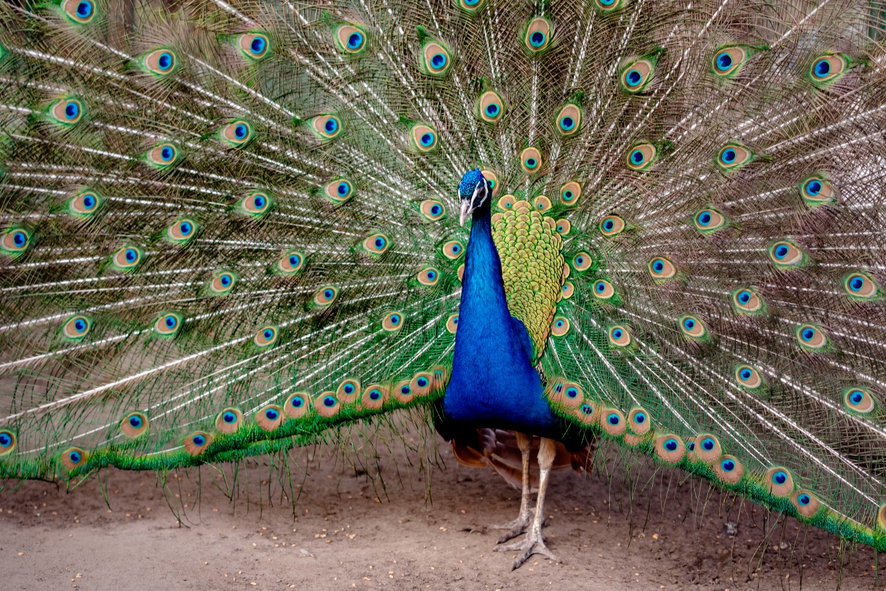 Male peacock with colorful feathers