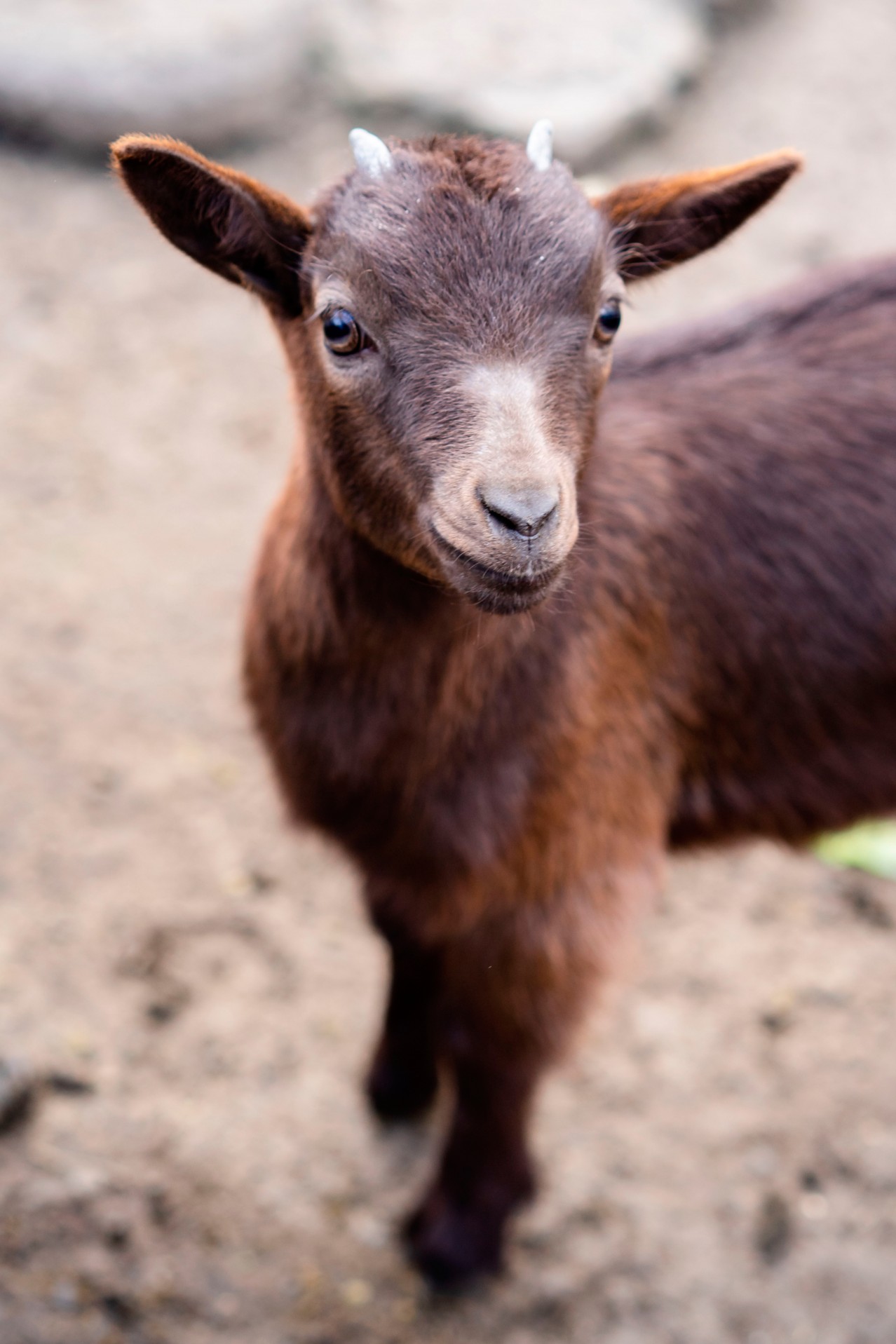 Outdoor photo of the cute little brown goat 