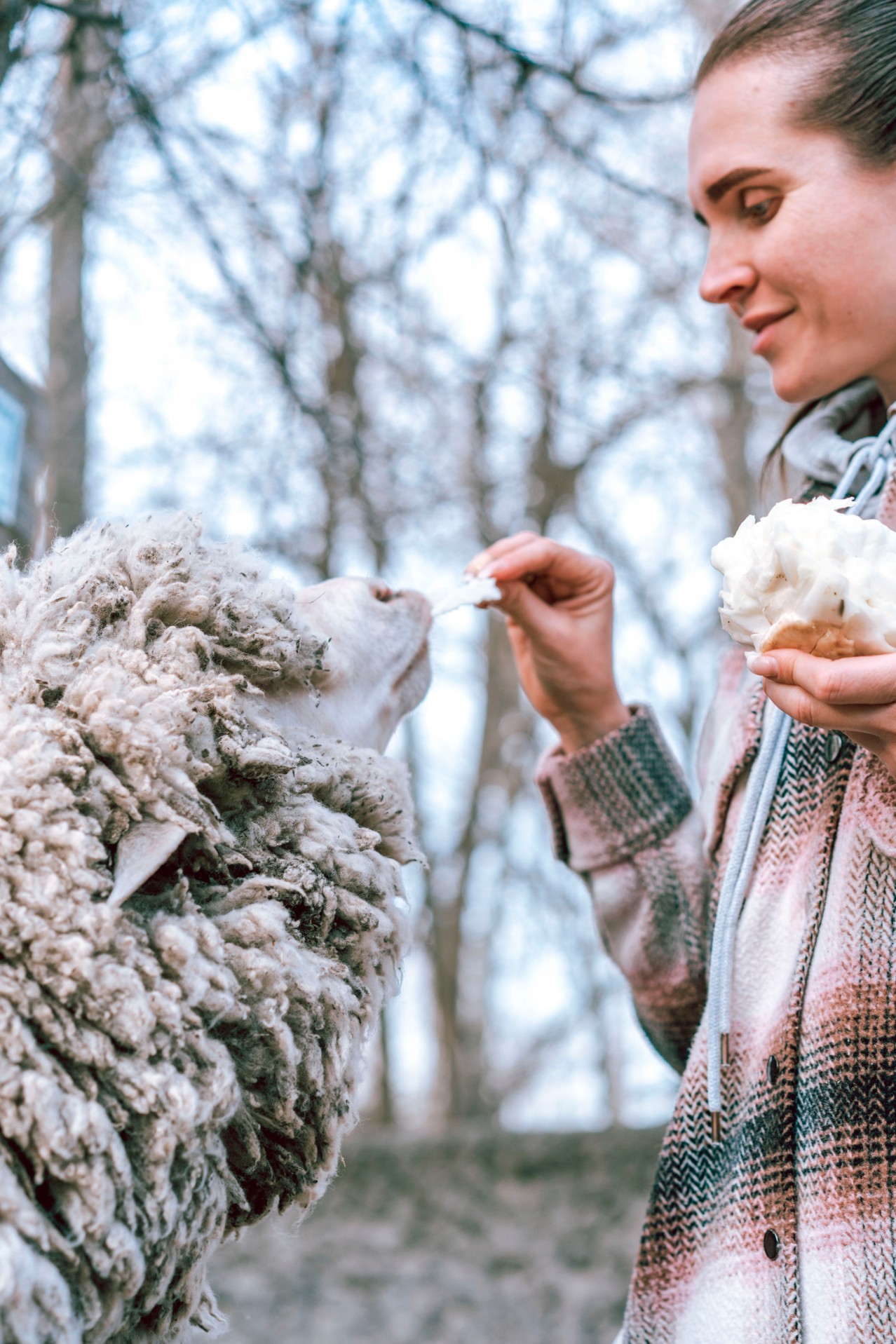 Smiling woman feeds white sheep