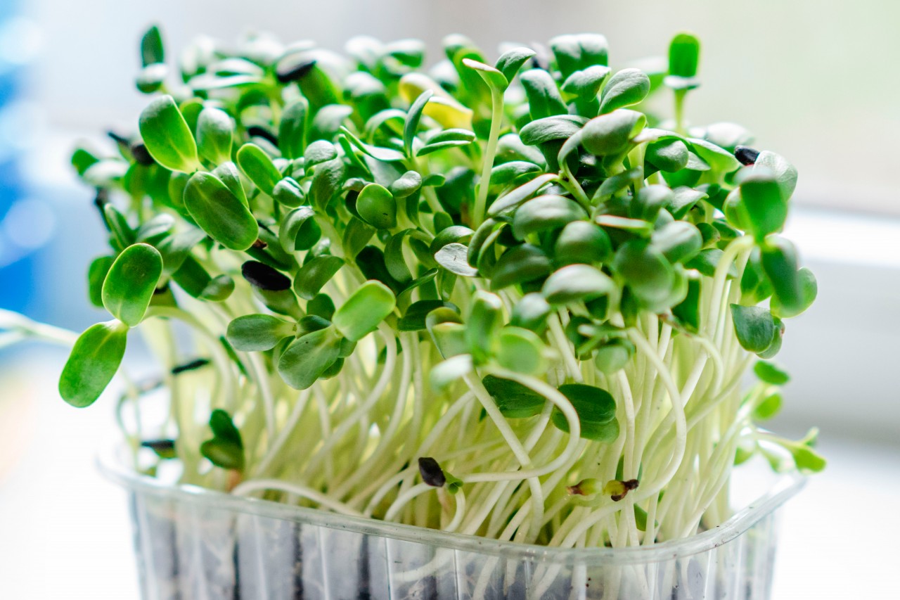 Microgreens in the plastic container