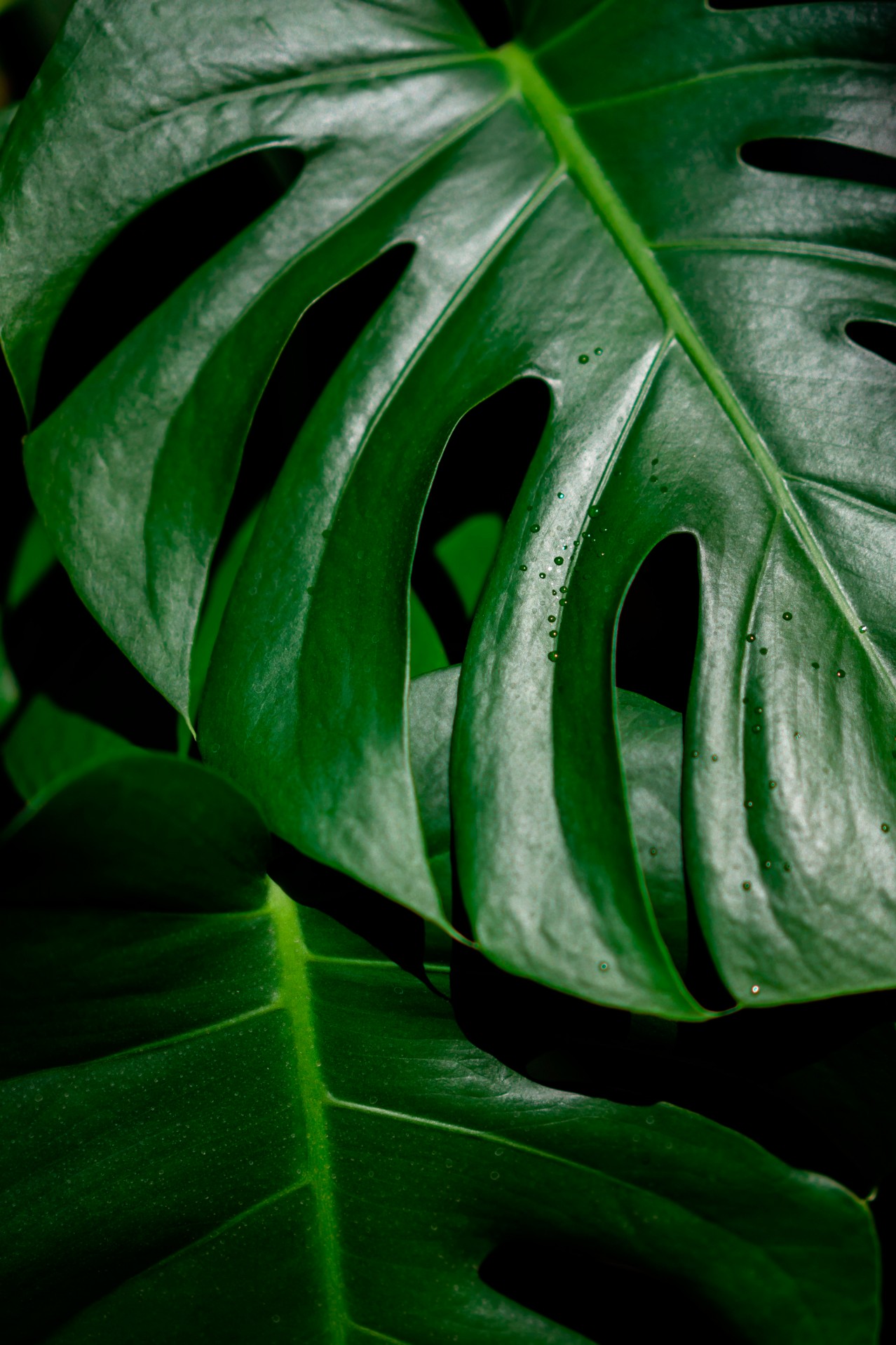 Monstera leaves texture with black background