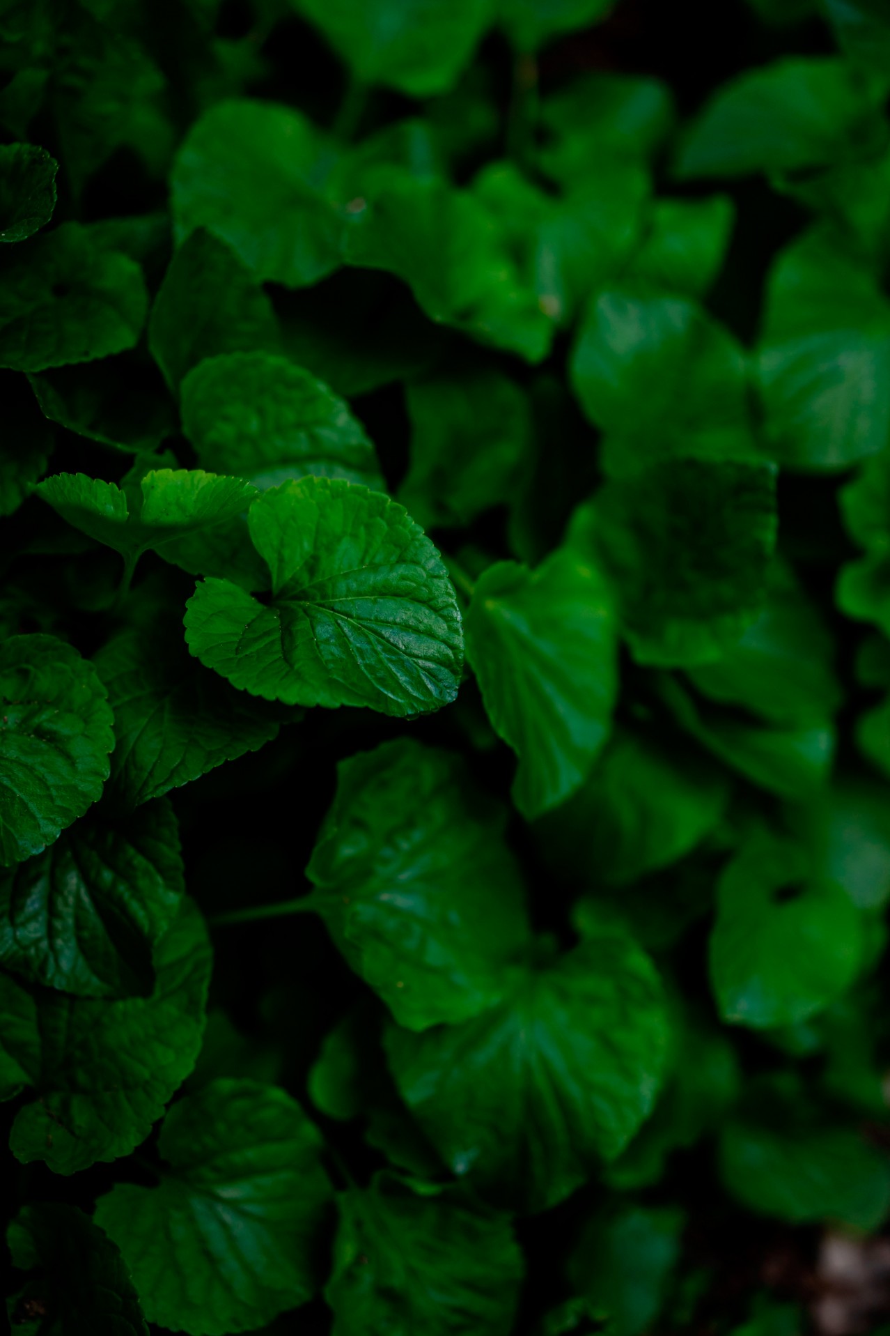 Green Floral background