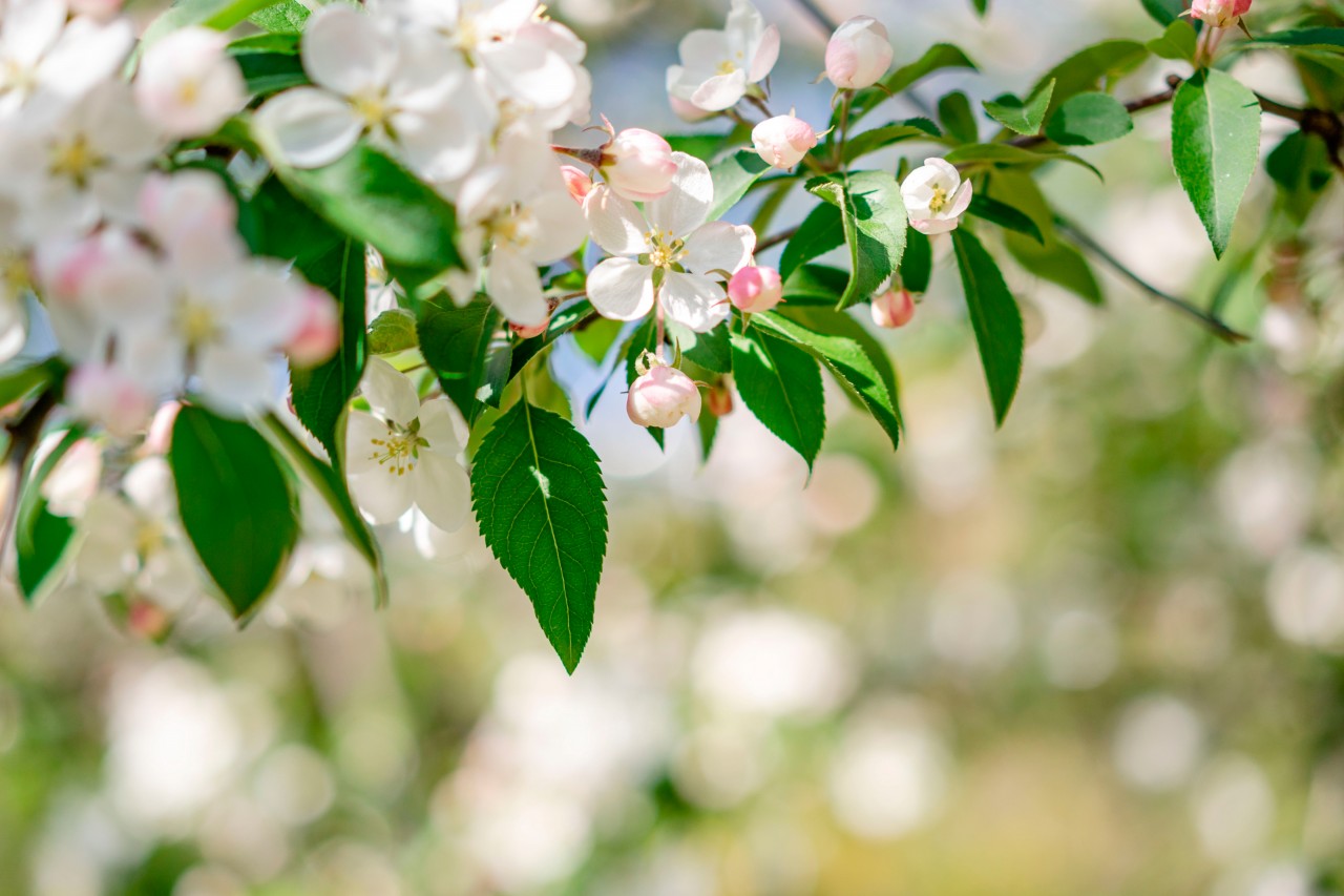 Wallpaper with blooming cherry branches