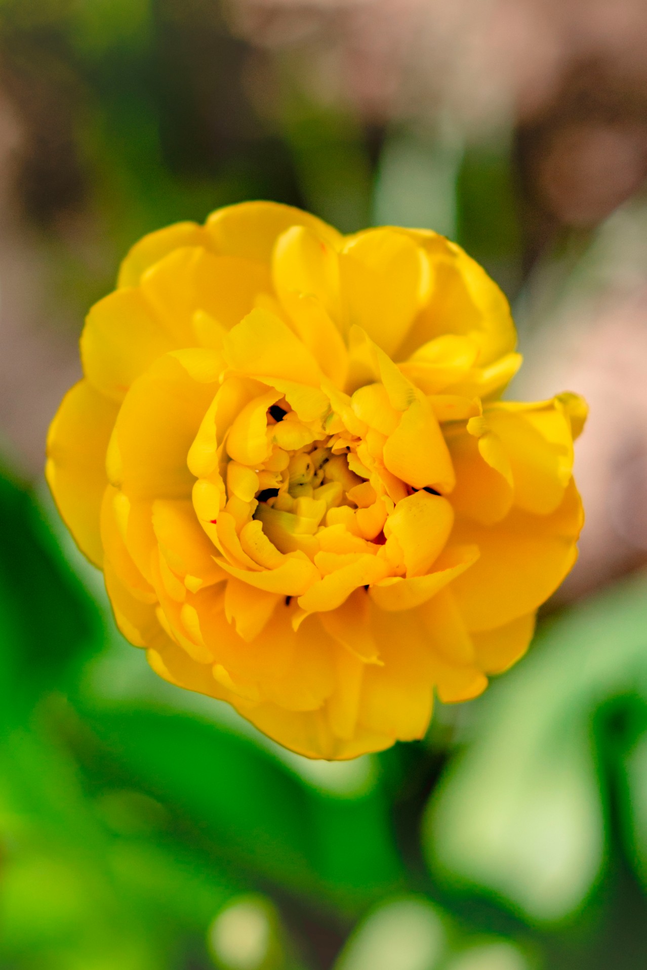 Yellow flower in the spring garden
