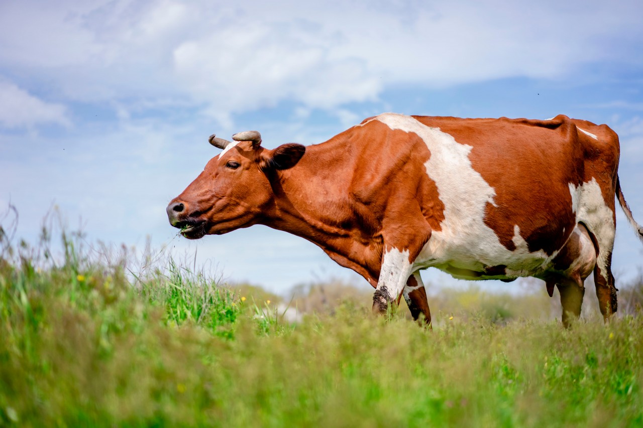 Cow eats grass in the field