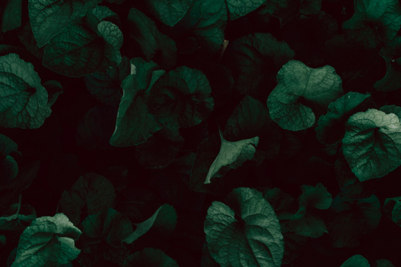 Dark wallpaper with green leaves