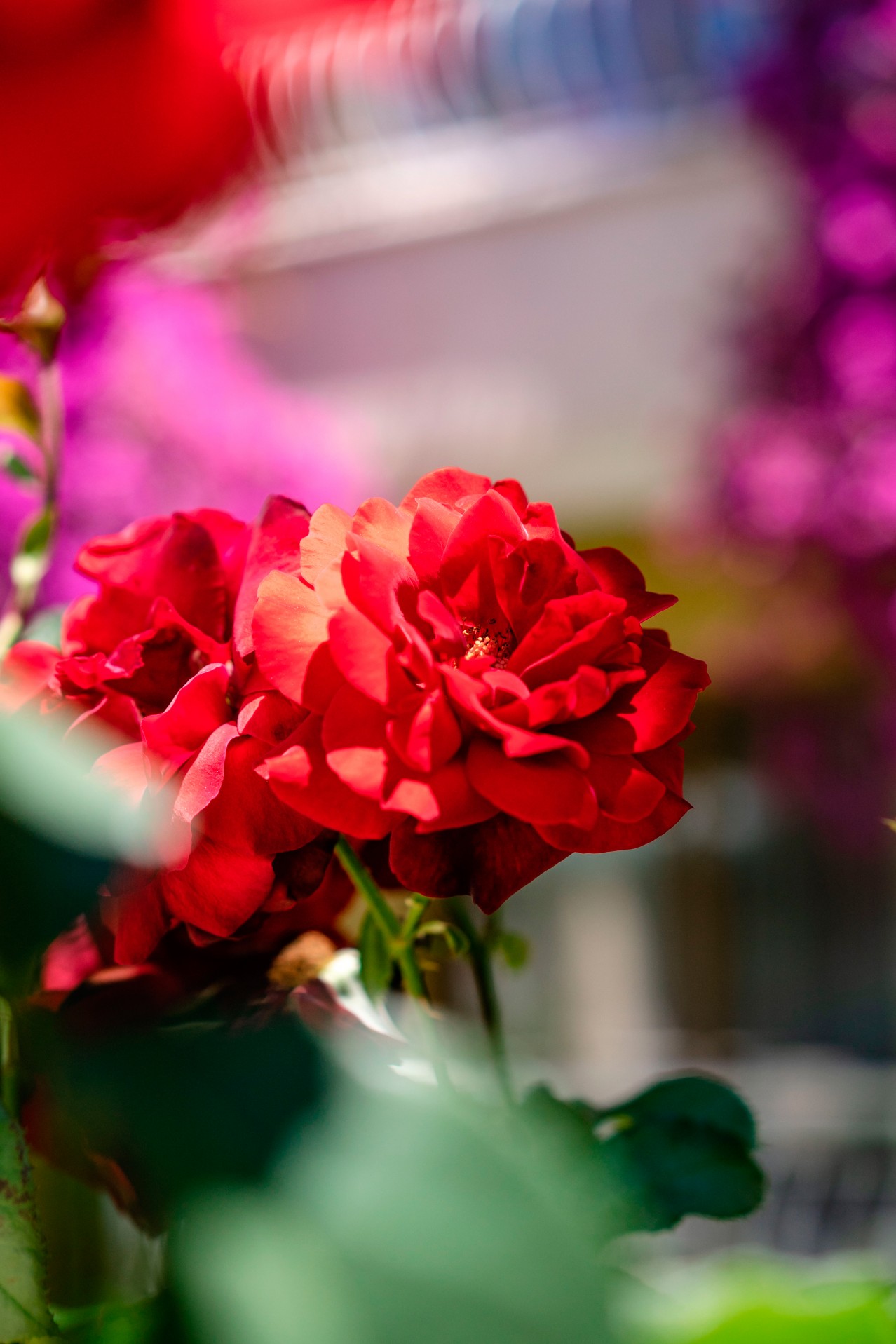 Selective focus of red flowers