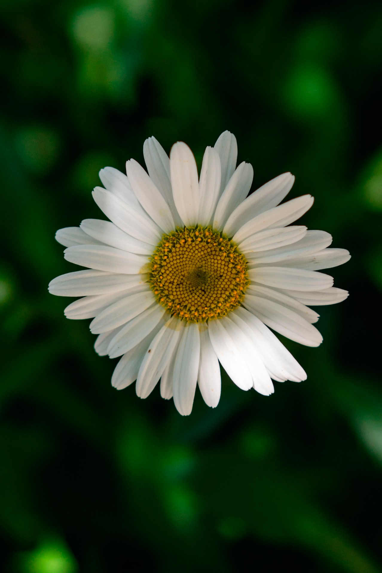 Chamomile on the blurred green background