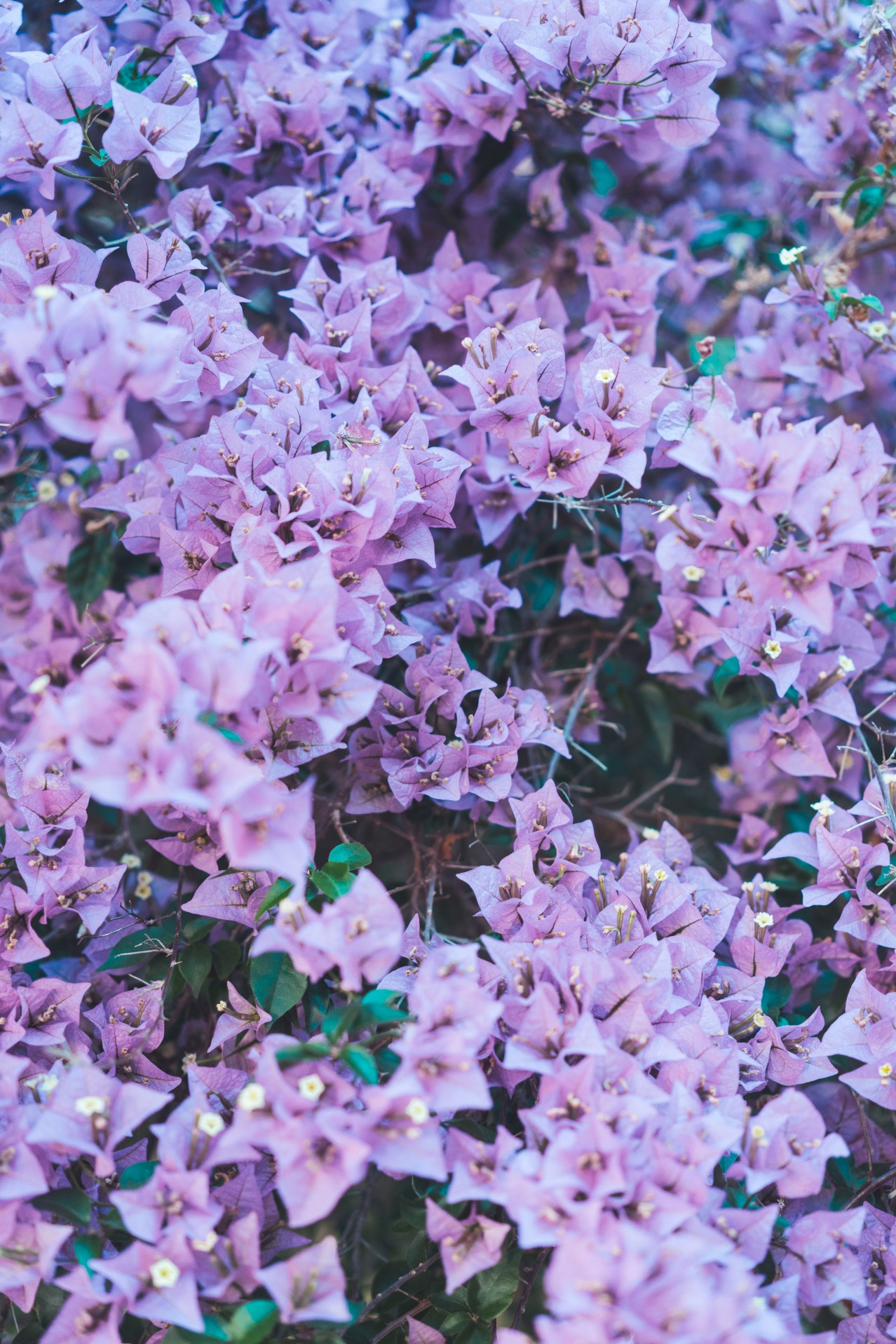 Purple Bellflowers texture
