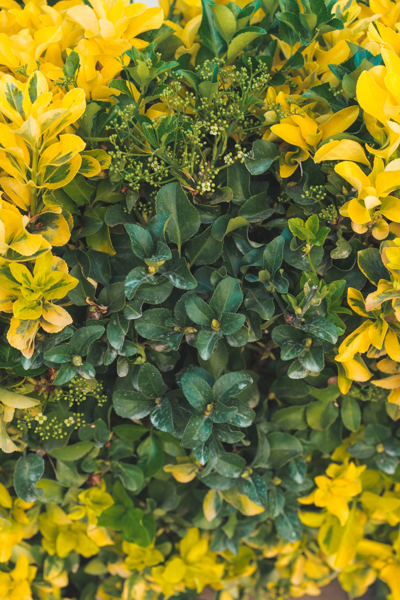 Green and yellow plants texture