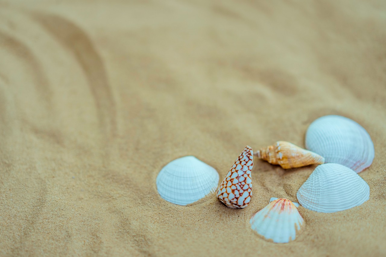 Seashells on the Yellow Sand