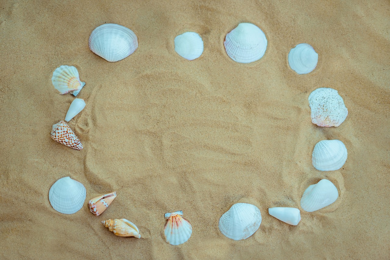 Sea Shells on the Yellow Sand