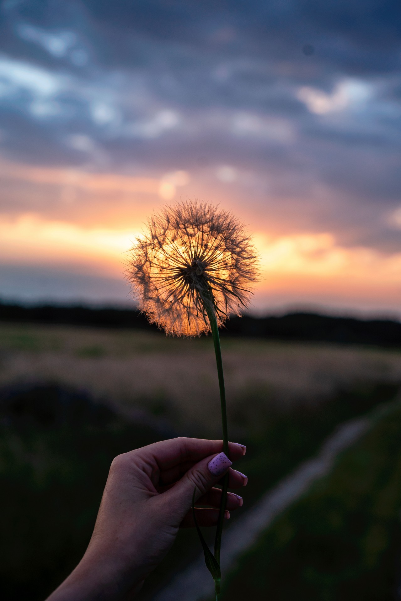 White Dandelion in Hand on a Sunset Background
