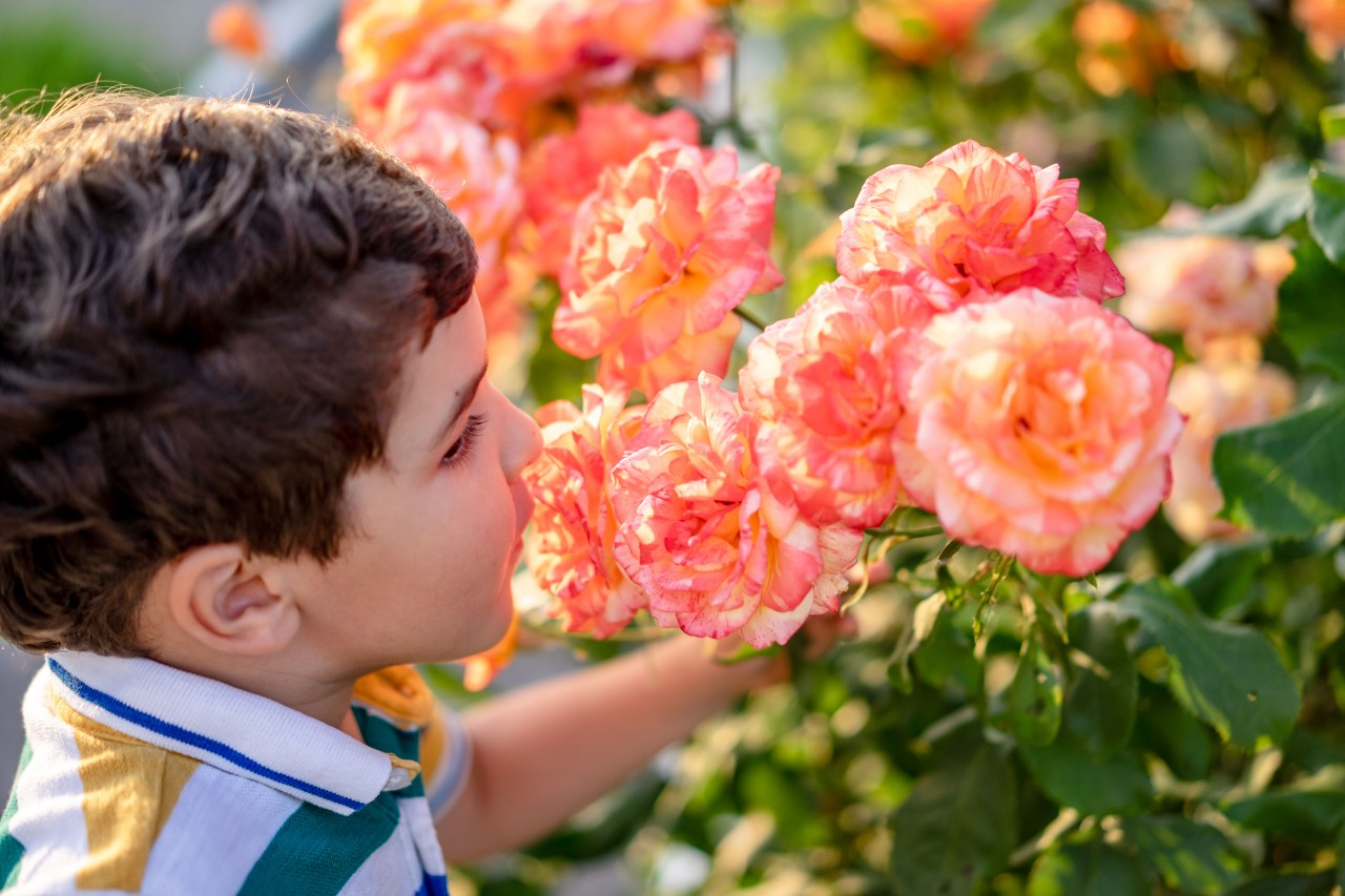 The Boy Sniffs Beautiful Roses in the Garden