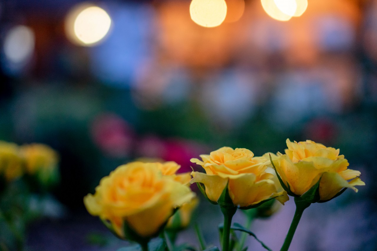 Beautiful Yellow Roses on a Background of Colored Lights