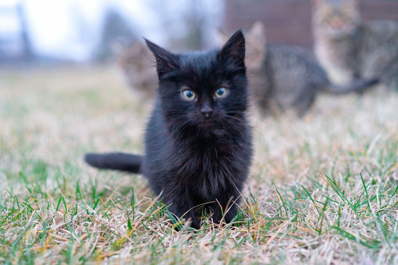 Black Fluffy Kitten on the Green Grass