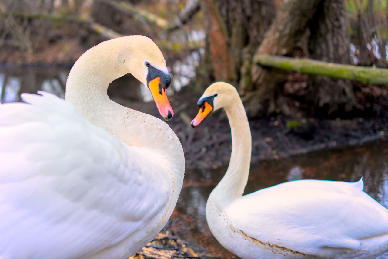 A Pair of White Swans