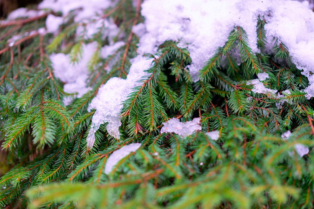 Snow-covered Branches of Green Spruce