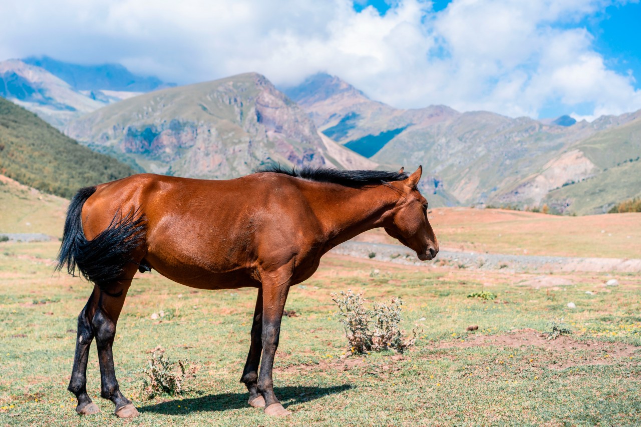 Horse on the nature background with mountains