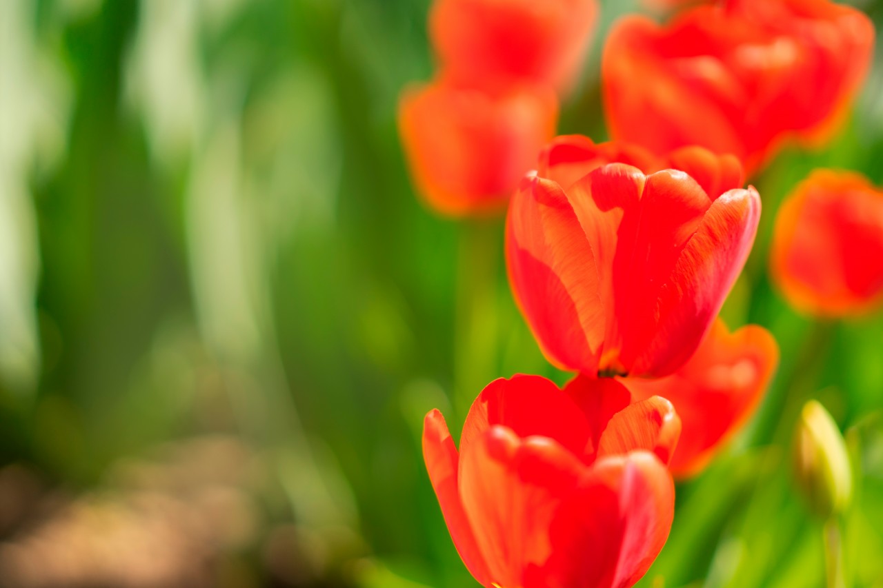 Red Tulips on a Green Background