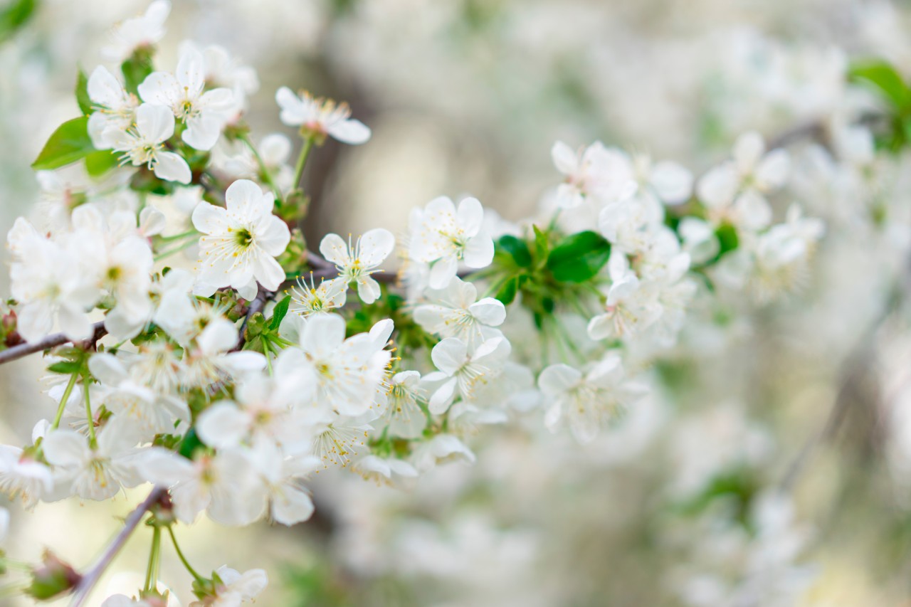 White Flowering Tree Branch 