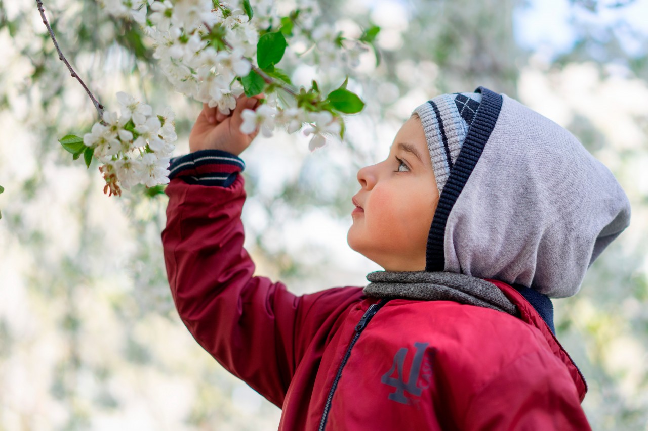 Little Boy Sniffs a Flowering Tree 