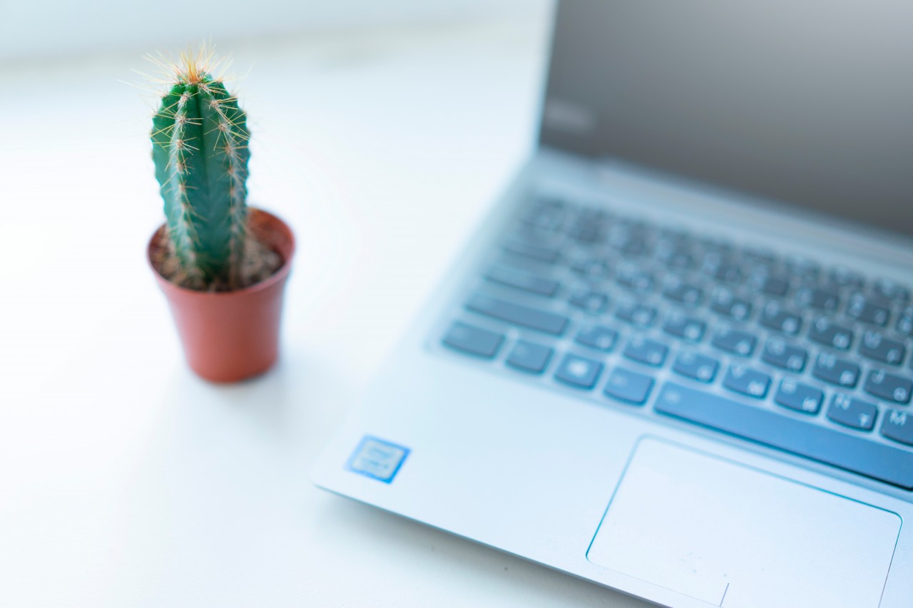 Laptop and a cactus in a pot
