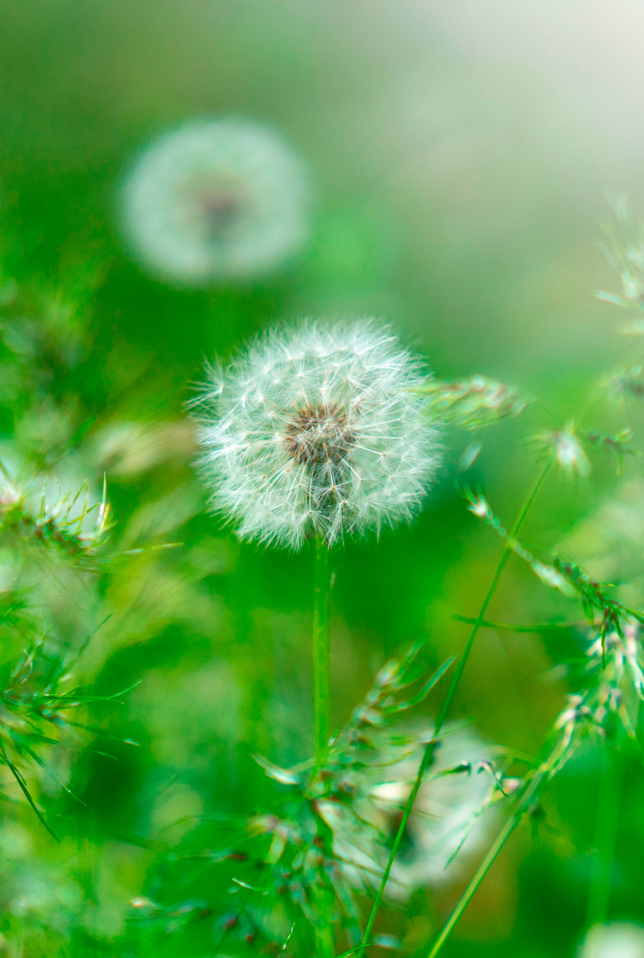 Fluffy dandelion in the grass