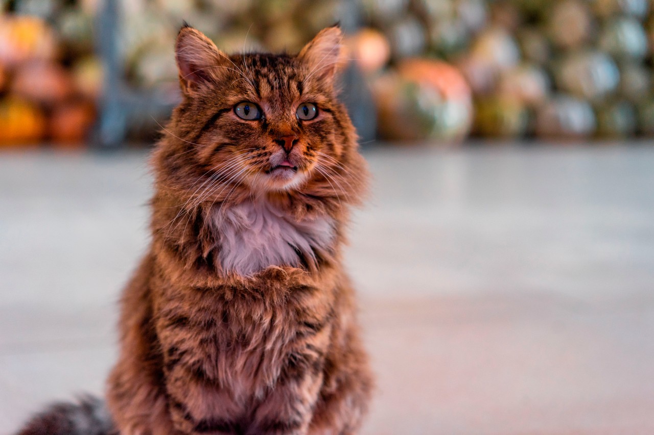 Cute fluffy cat on the blurred street background