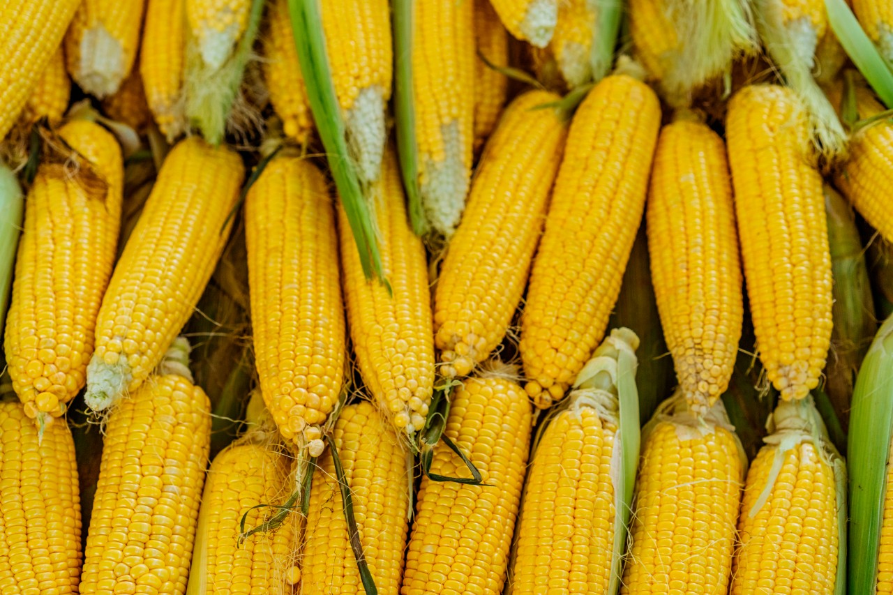 Ripe corn background