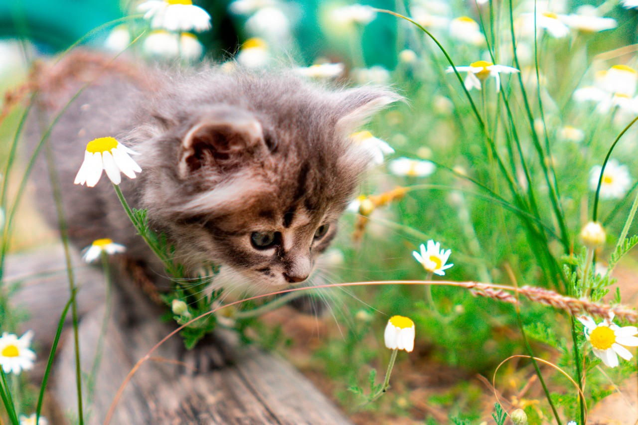 Fluffy kitten in the grass