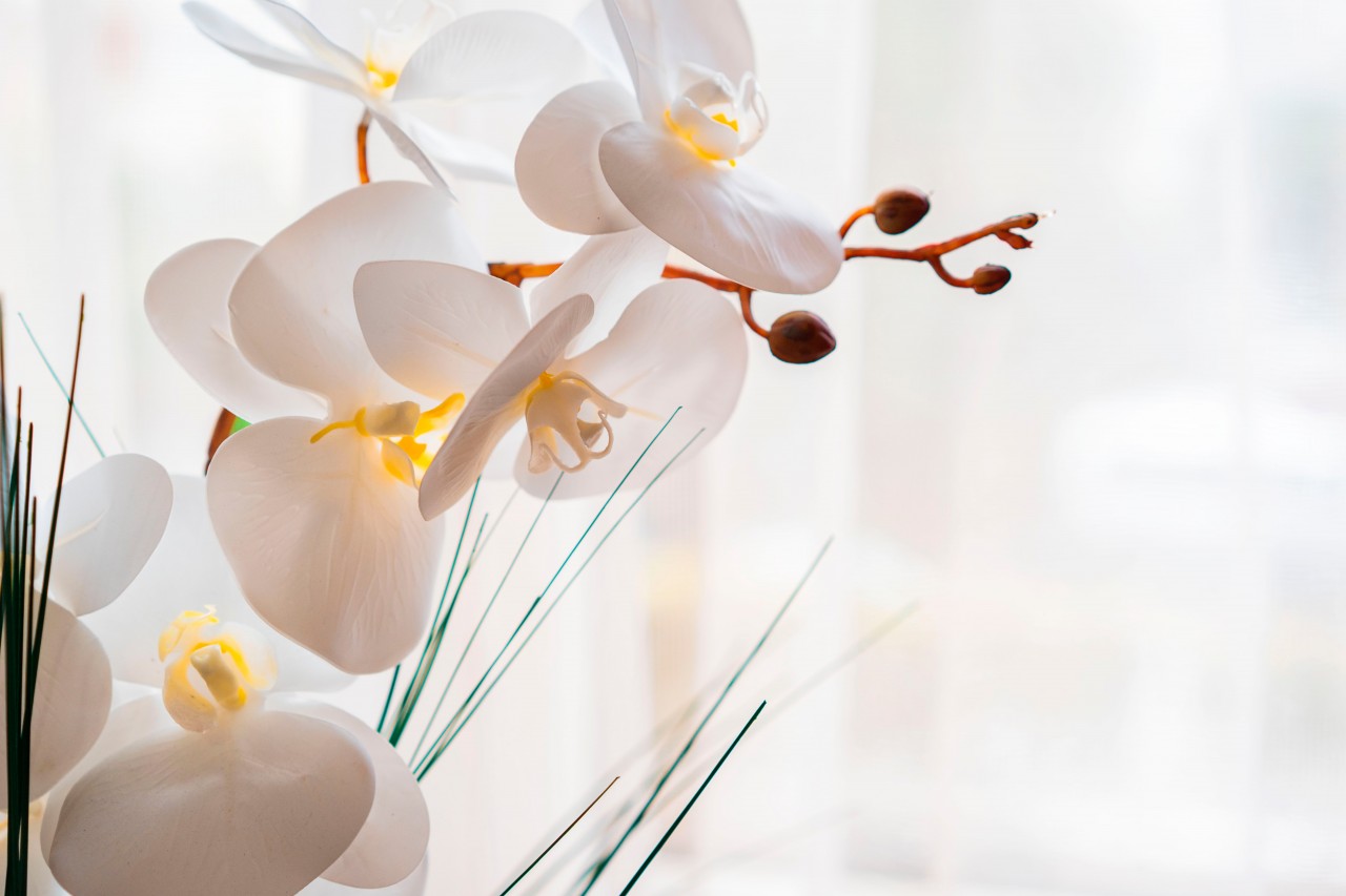 Floral wallpaper with a white orchid
