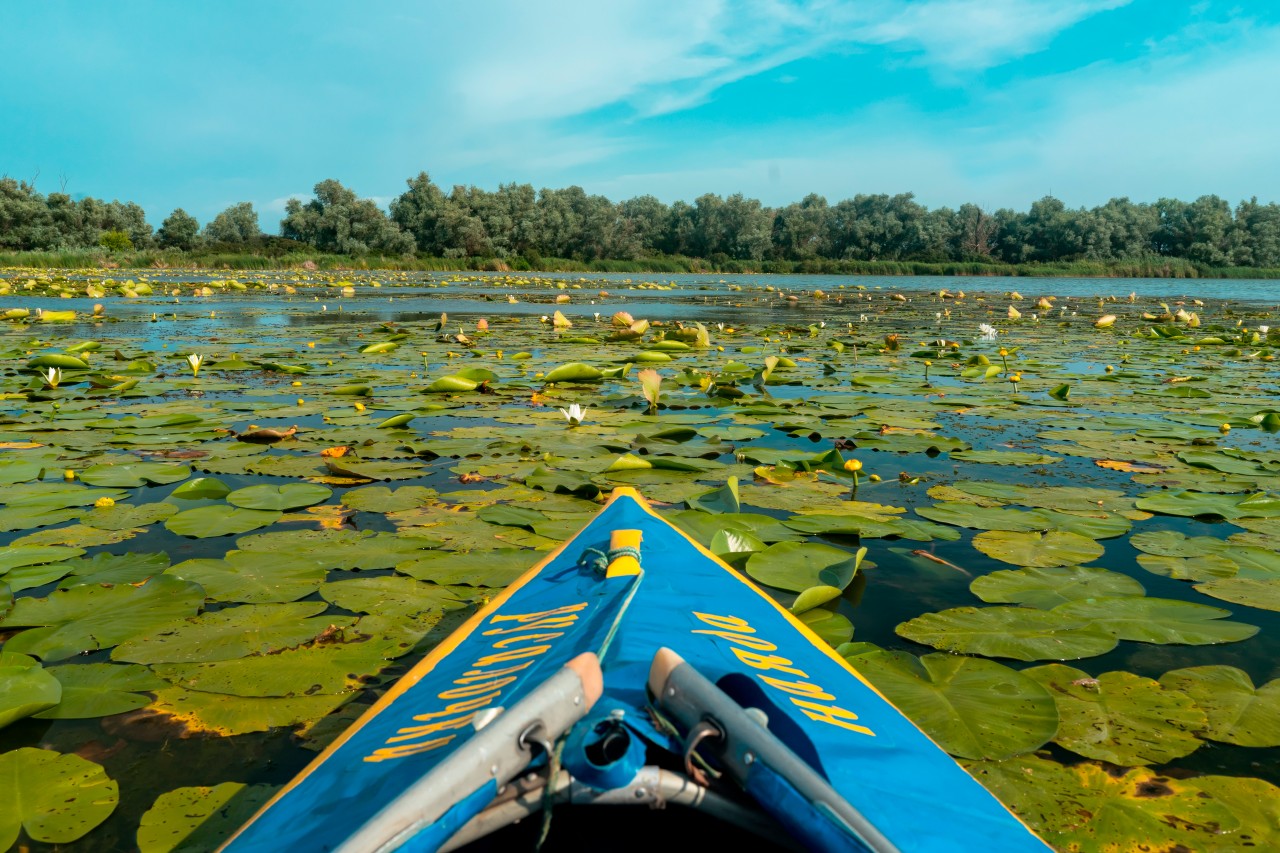 Kayak on the Background of River Lilies