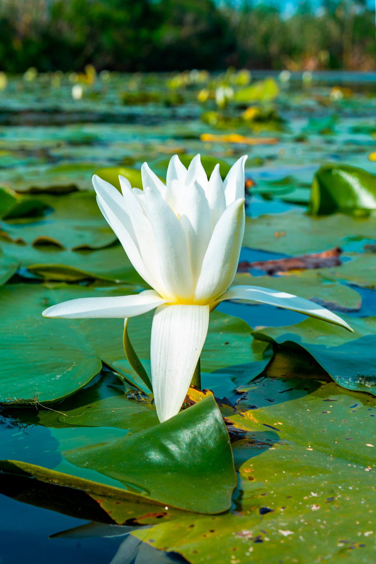 Blooming White Lily on the River