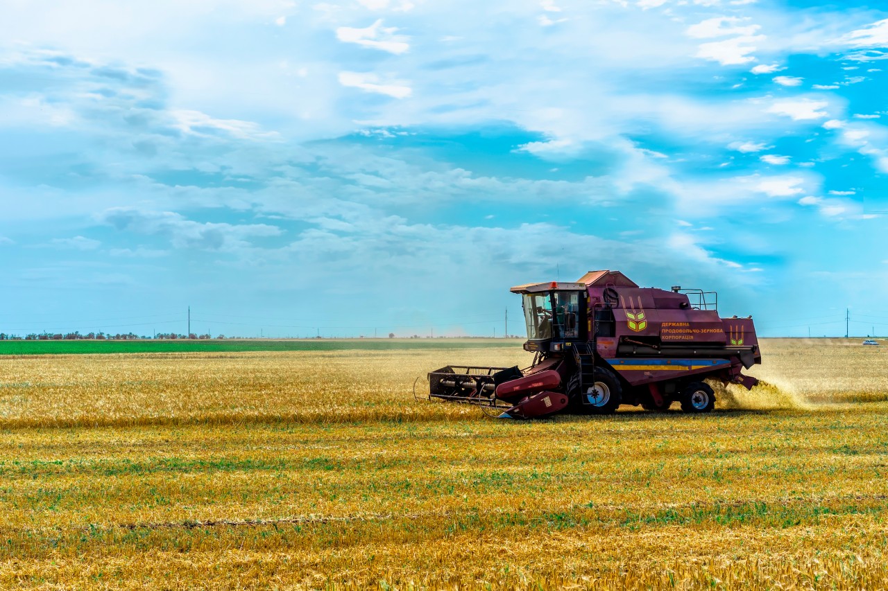 Combine Harvests Grain on the Field