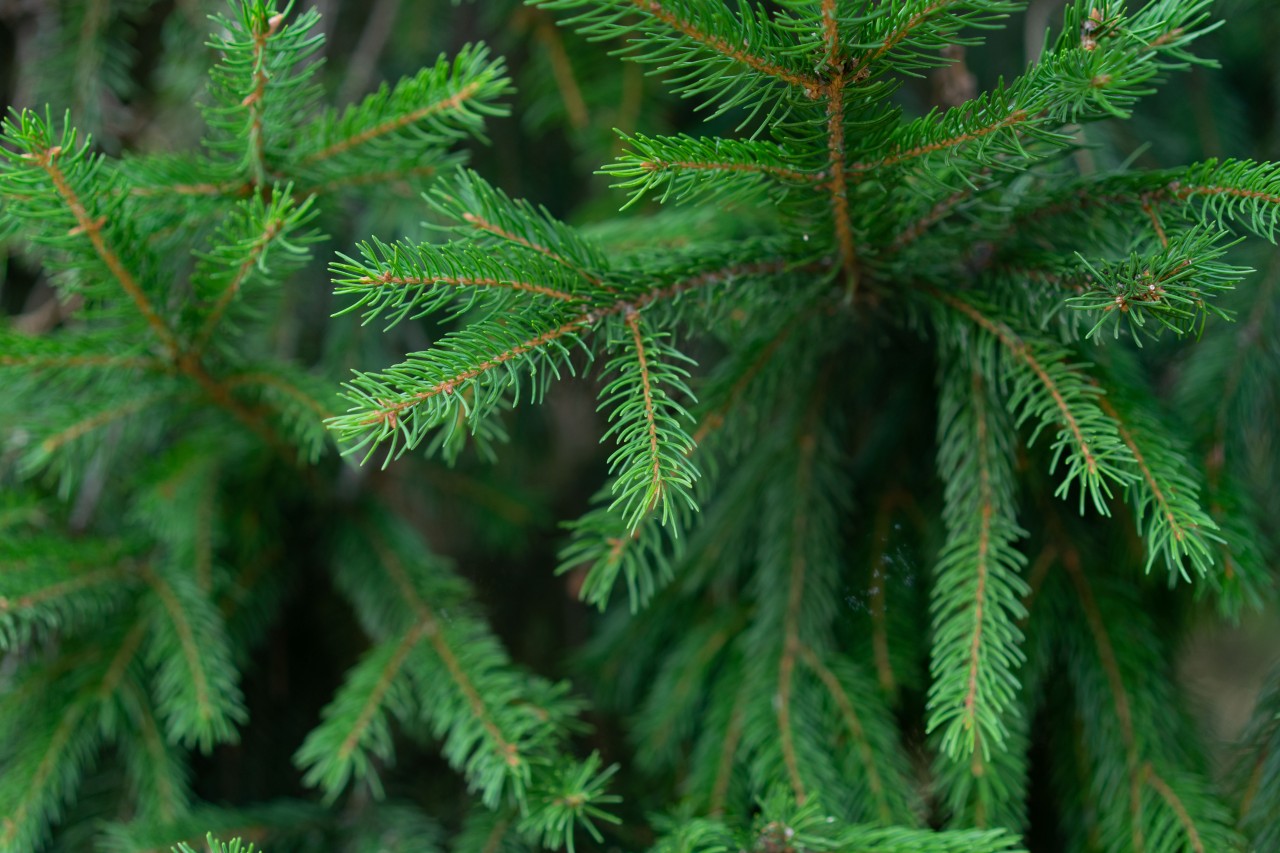 Green Spruce Branches