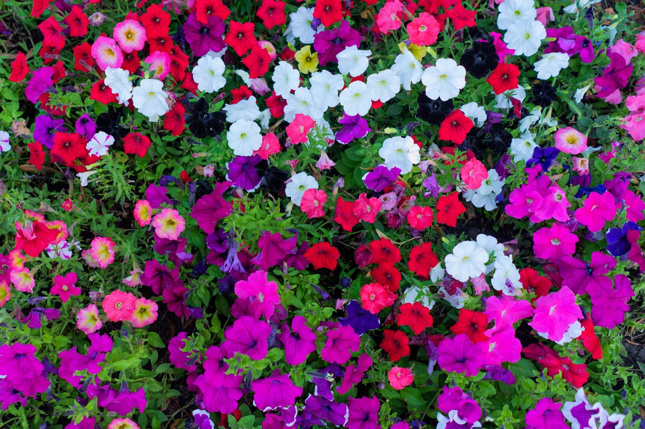 Multicolored Summer Flowers