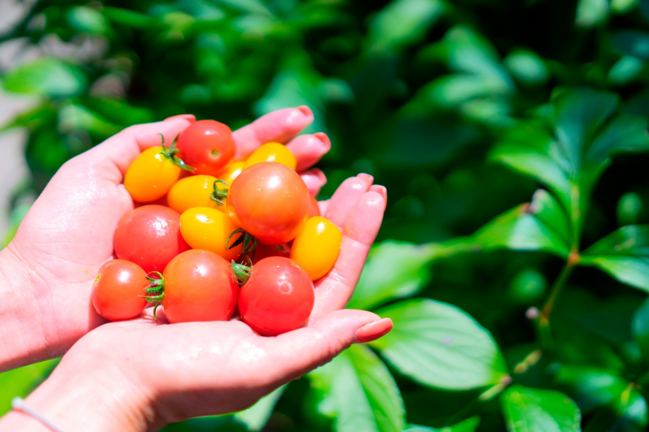 Cherry Tomatoes in Female Hands
