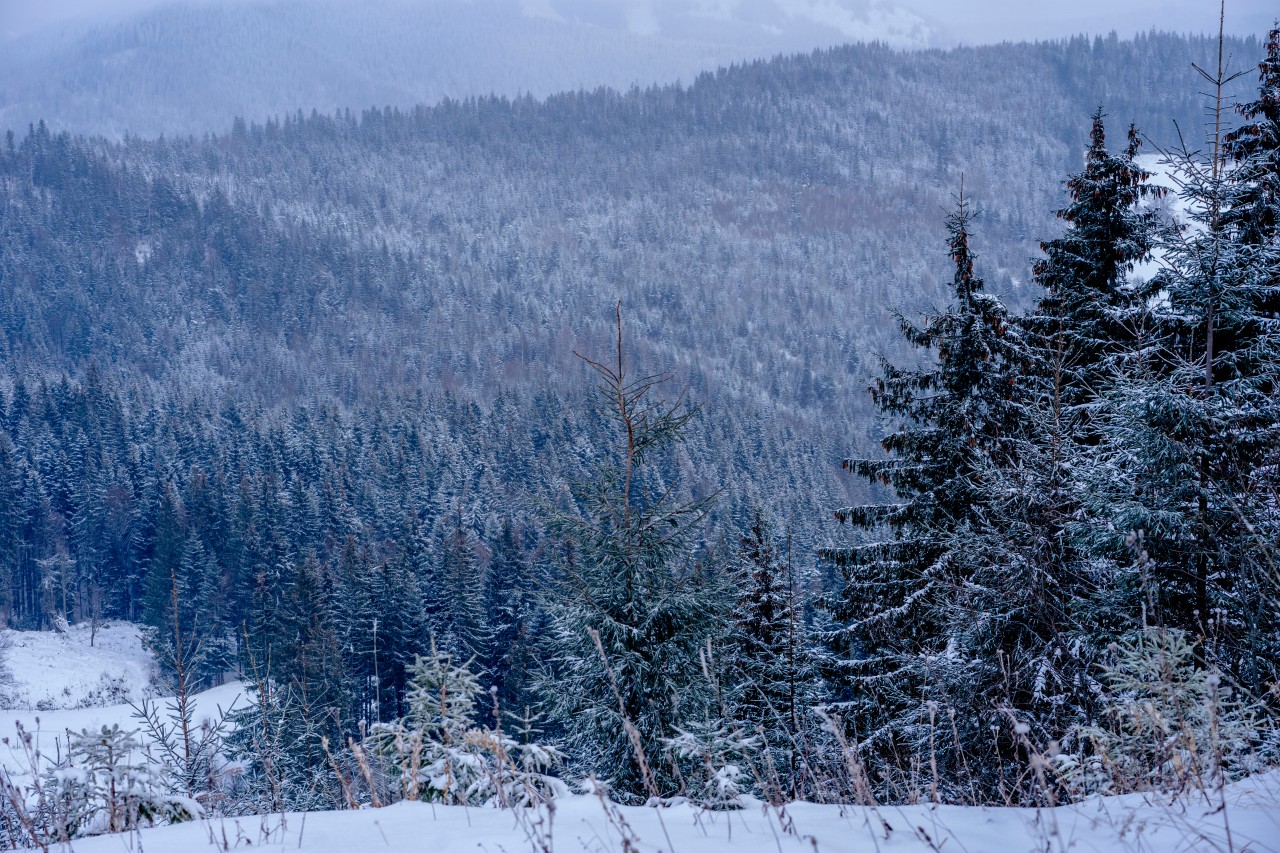 Beautiful winter forest landscape