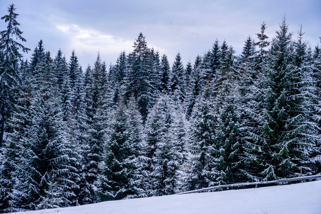 Beautiful firs covered with snow in the forest