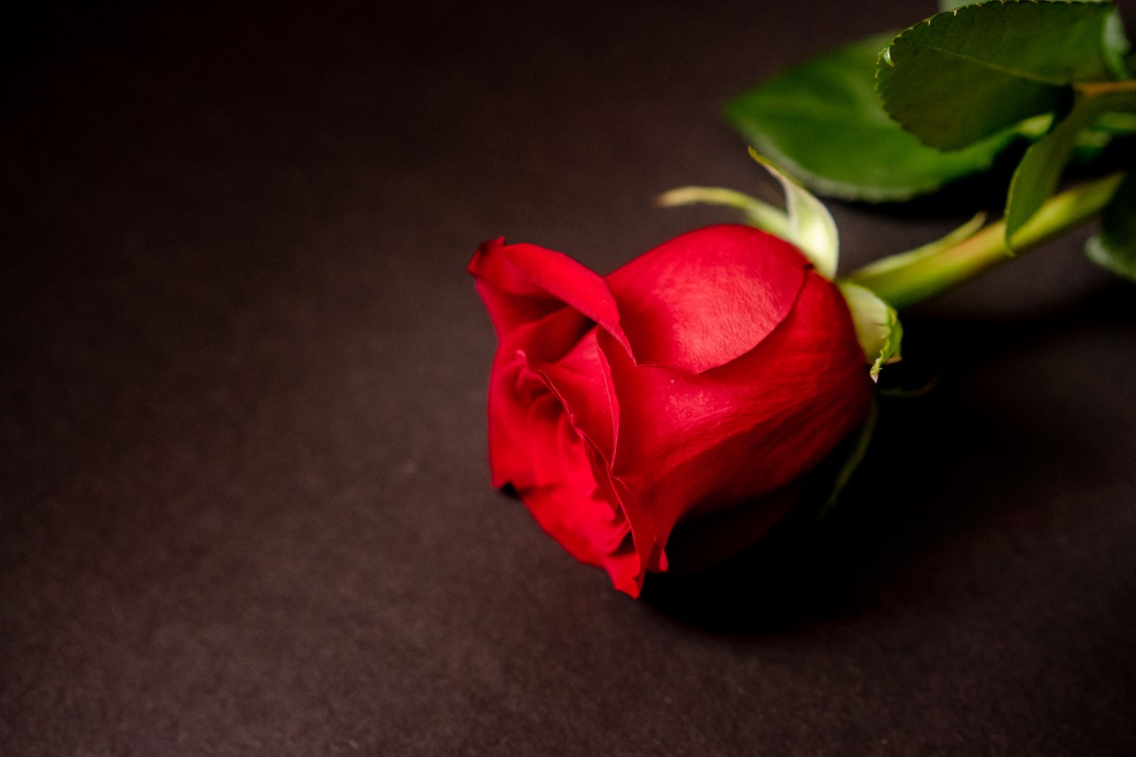 Red Rose on a Dark Background