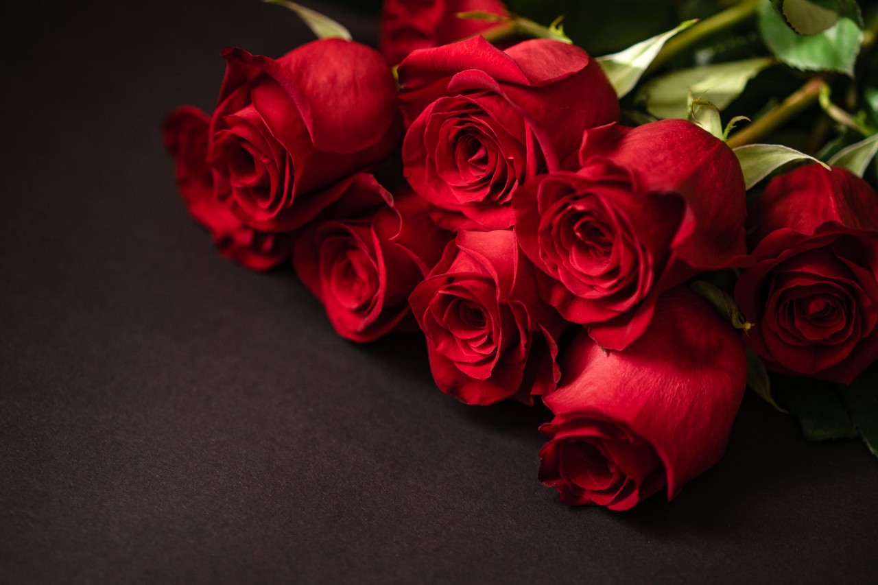 Red Roses on a Black Background