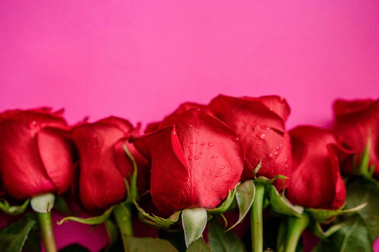 Beautiful Roses on a Pink Background