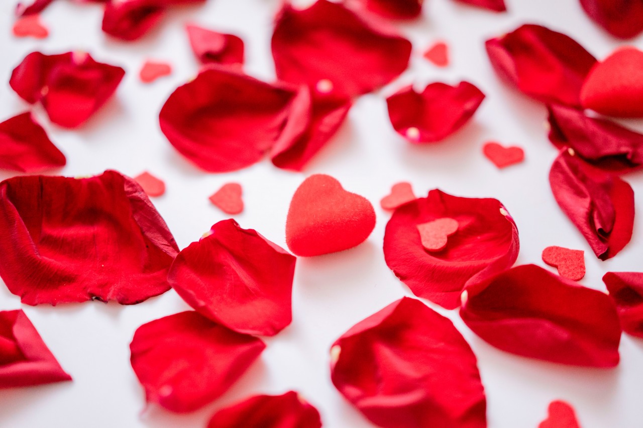 Beautiful Red Petals on a White Background