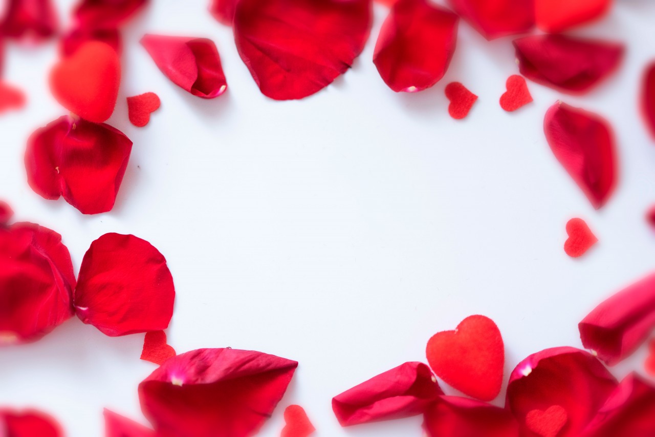 Rose Petals on a White Background