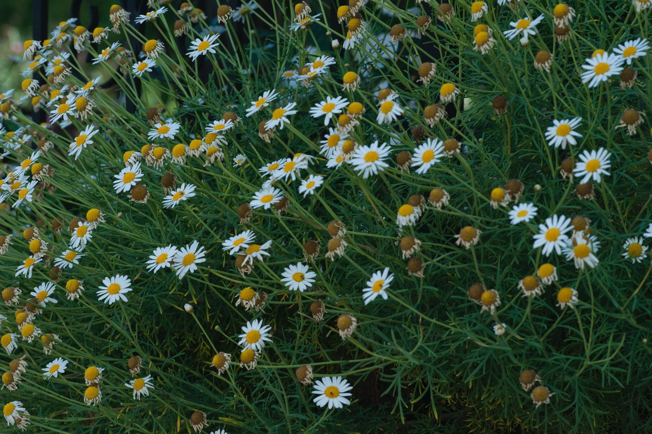 Beautiful daisies in the grass