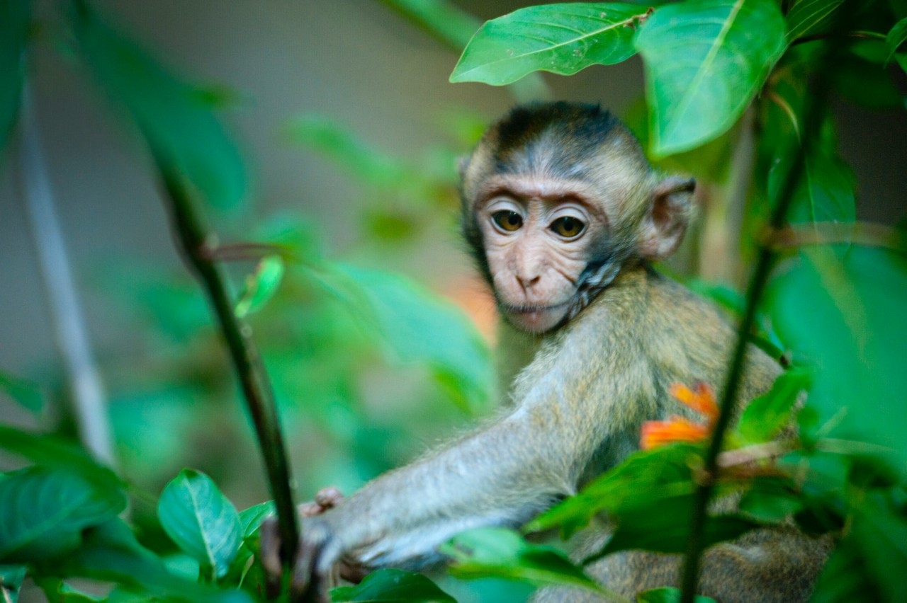 Cute monkey at the Bali